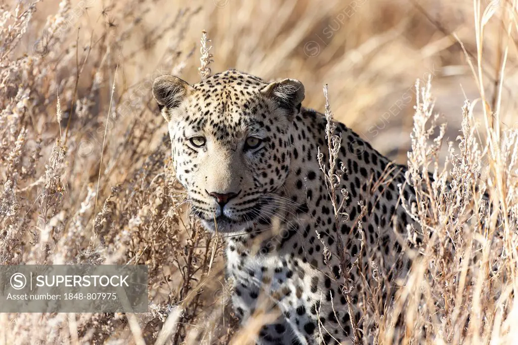 Leopard (Panthera pardus) in the high grass, Dusternbrook, Otjozondjupa Region, Namibia