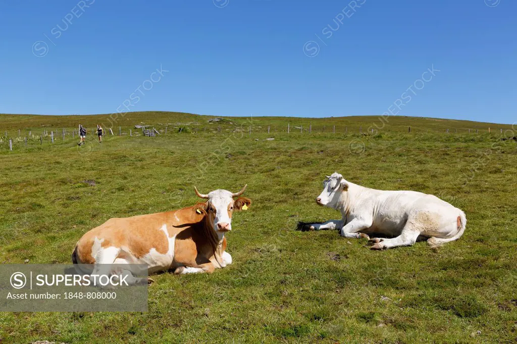 Cows on Almgrund, alpine pasture, Saualpe alp, Central Eastern Alps, Wolfsberg, Carinthia, Austria