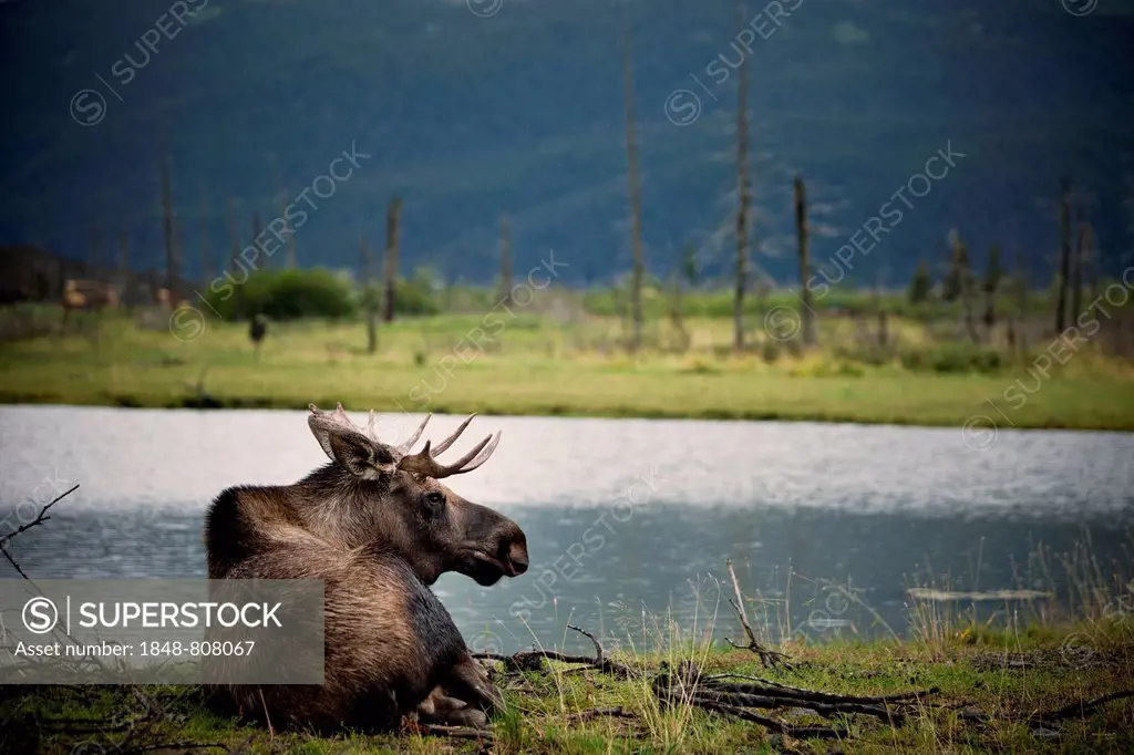 Moose (Alces alces), Alaska Wildlife Conservation Center, Alaska, United States