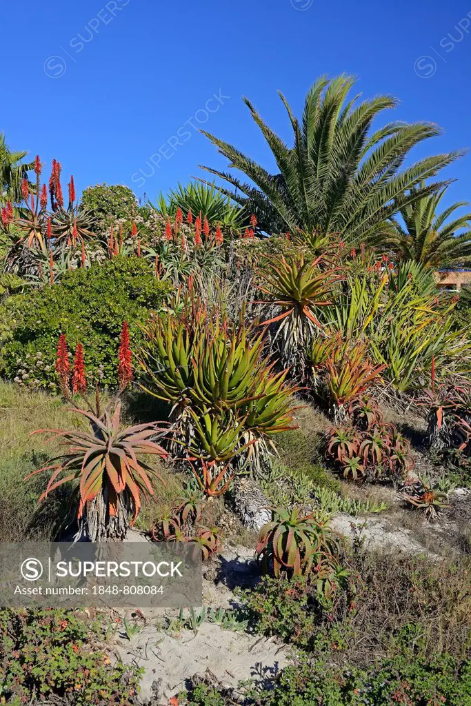 Various types of Aloe (Aloe sp.), Lambert's Bay, Western Cape, South Africa