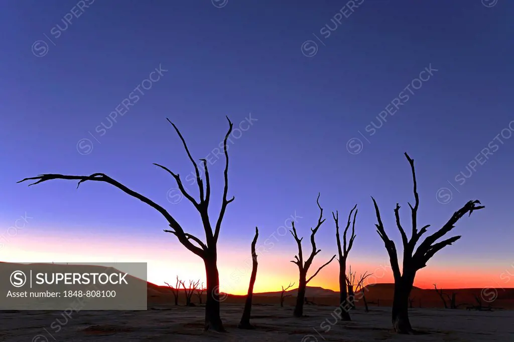 Camel thorn trees (Acacia erioloba) silhouetted at sunset, Deadvlei, Sossusvlei, Namib-Naukluft Park, Namib Desert, Namibia