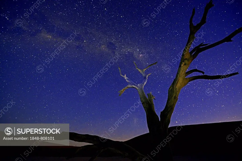 Camel thorn tree (Acacia erioloba), under a starry sky with Milky Way, Deadvlei, Sossusvlei, Namib-Naukluft Park, Namib Desert, Namibia