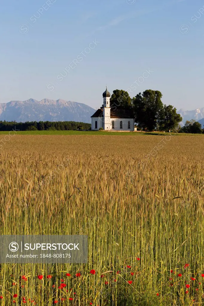 Field of grain and poppies in front of the Church of St. Andrä and the Alps, Etting, Polling, Pfaffenwinkel region, Upper Bavaria, Bavaria, Germany