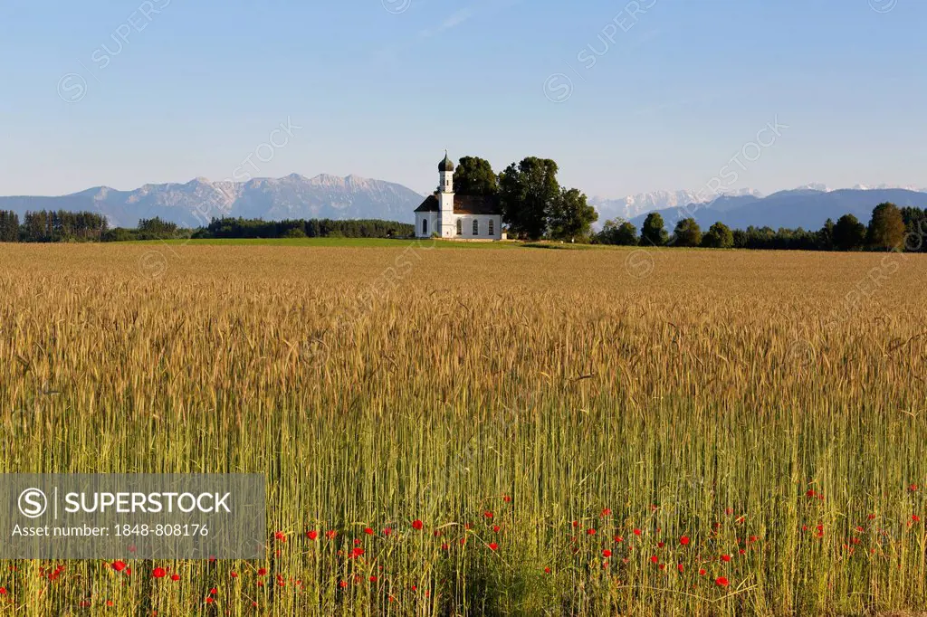 Field of grain and poppies in front of the Church of St. Andrä and the Alps, Etting, Polling, Pfaffenwinkel region, Upper Bavaria, Bavaria, Germany