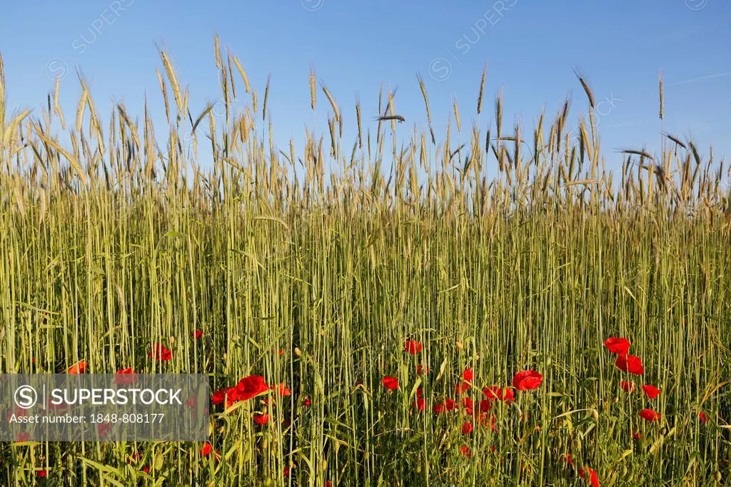 Corn field and Poppies (Papaver rhoeas), Etting, Polling, Pfaffenwinkel region, Upper Bavaria, Bavaria, Germany
