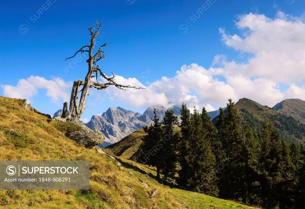 Dead tree on a ridge, Kalkkoegel Mountains, Salfein, Tyrolean Oberland, Tyrol, Austria