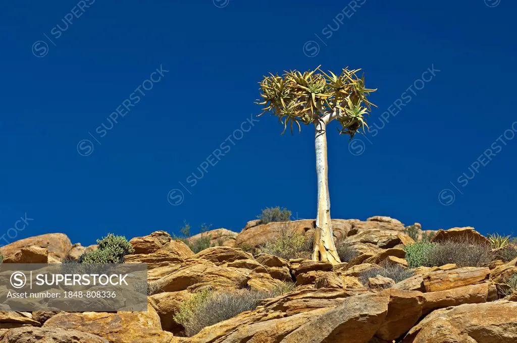 Quiver Tree or Kokerboom (Aloe dichotoma), Goegap Nature Reserve, Springbok, Namaqualand, Northern Cape, South Africa