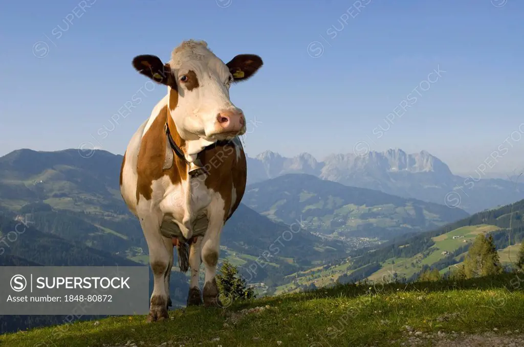 Cow on alpine pasture, Hirzegg alpine pasture, Spertental, Kirchberg, Tyrol, Austria, Europe