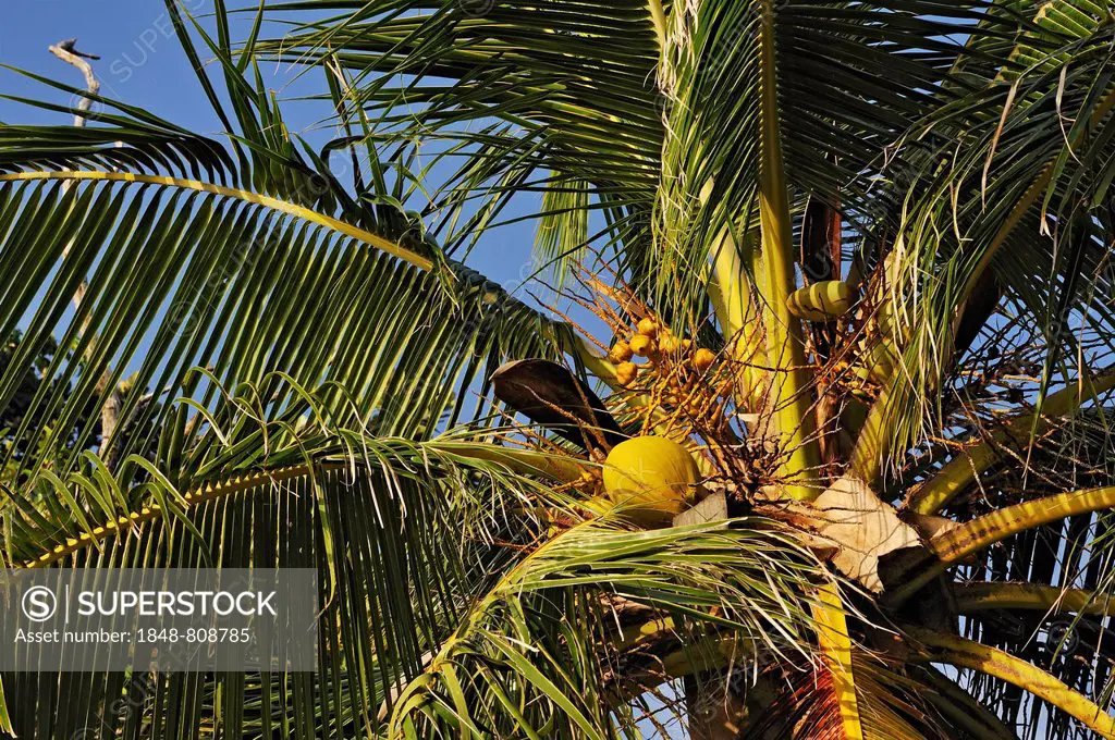 Coconut Palm (Cocos nucifera) with coconuts, Raja Ampat, West Papua, Indonesia