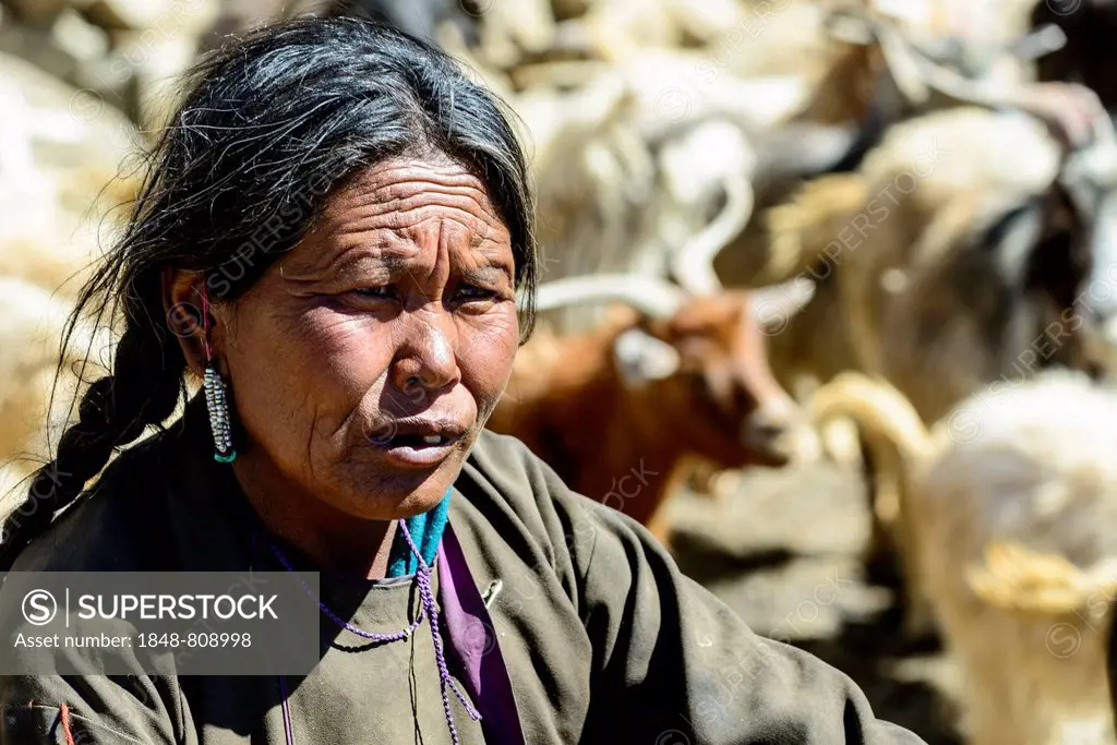 Elderly nomad woman, a flock of sheep and goats at back, Korzok, Ladakh, Jammu and Kashmir, India