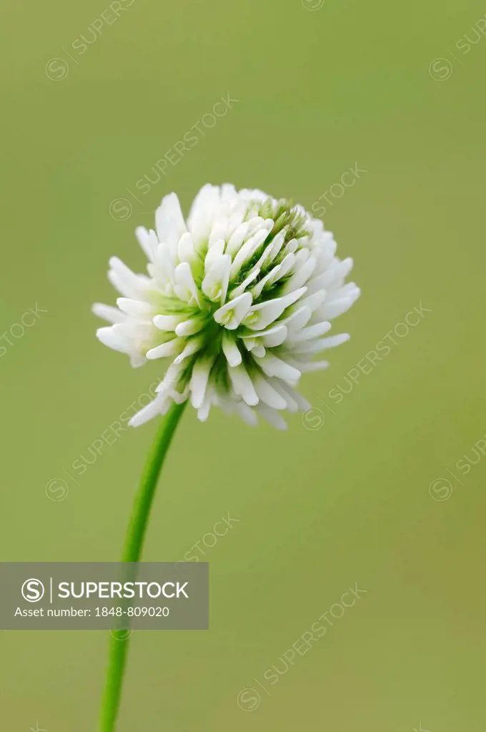 White Clover or Dutch Clover (Trifolium repens), Bavaria, Germany