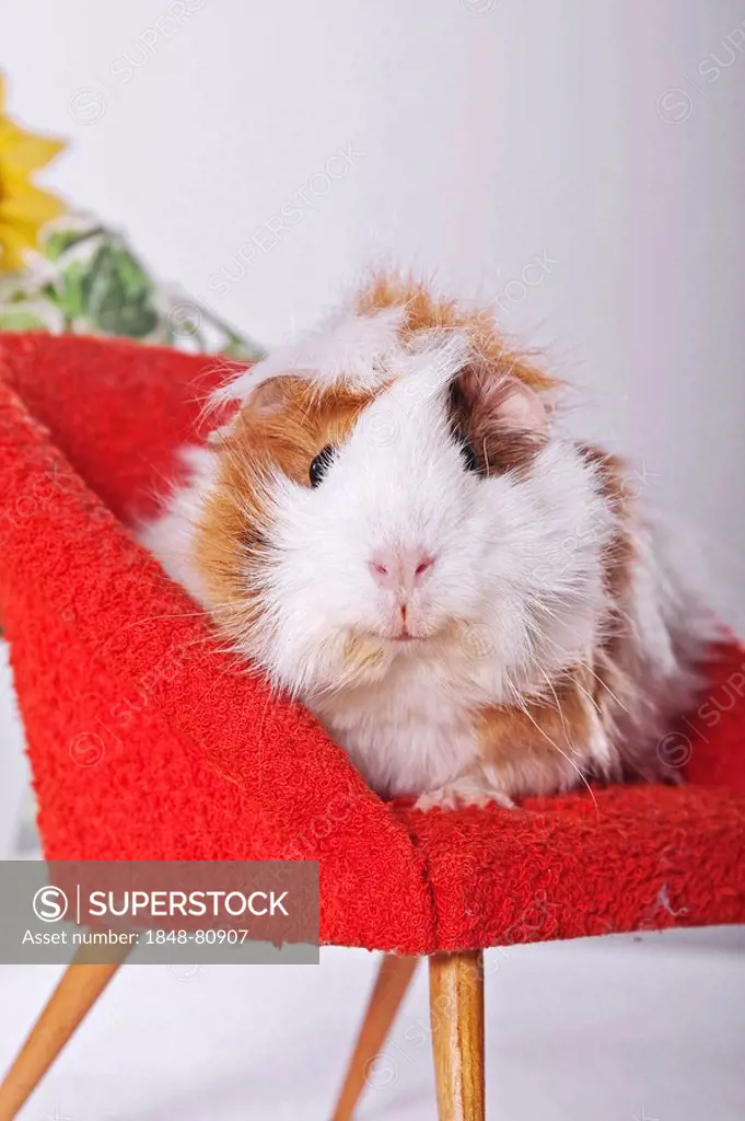 Guinea pig on a chair