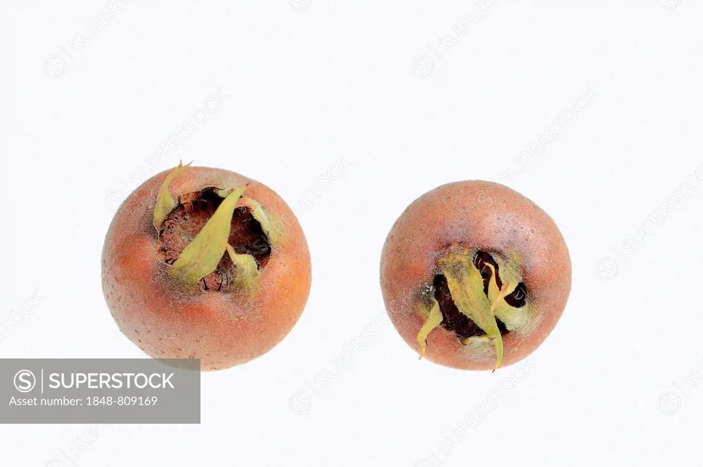 Common Medlars (Mespilus germanica), fruits