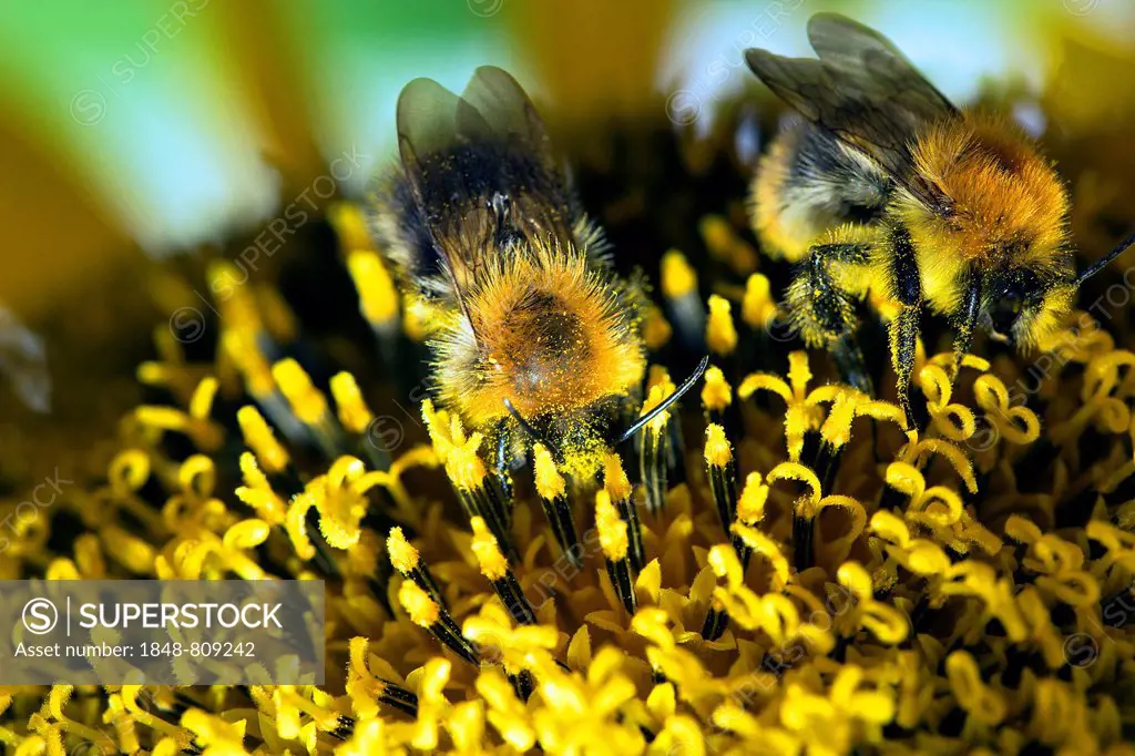 Two Bumble Bees (Bombus sp.) collecting nectar and spreading pollen on a sunflower, Berlin, Germany