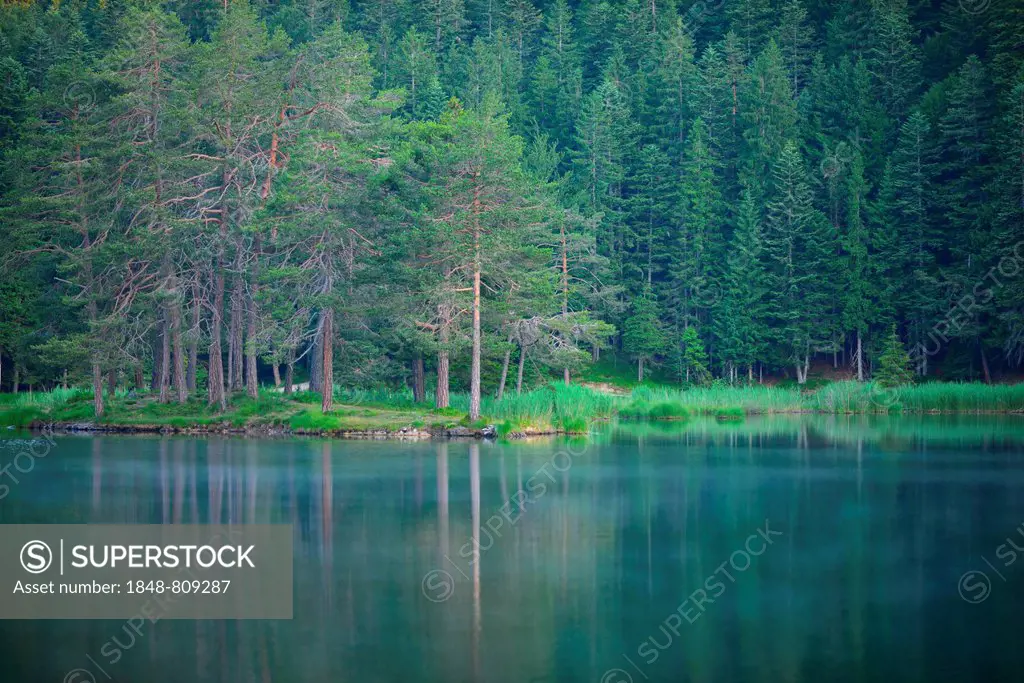Conifer forest on lake Möserer See, near Mösern, Tyrol, Austria