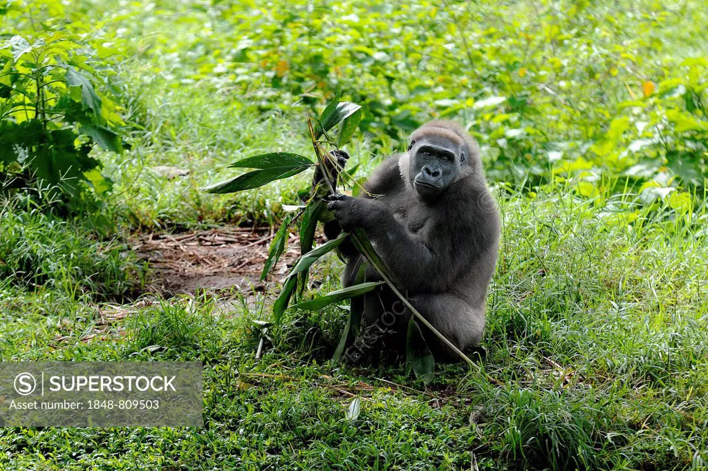 Western Lowland Gorilla (Gorilla gorilla gorilla) in the reintroduction enclosure of Mefou Primate Sanctuary, Centre Region, Cameroon