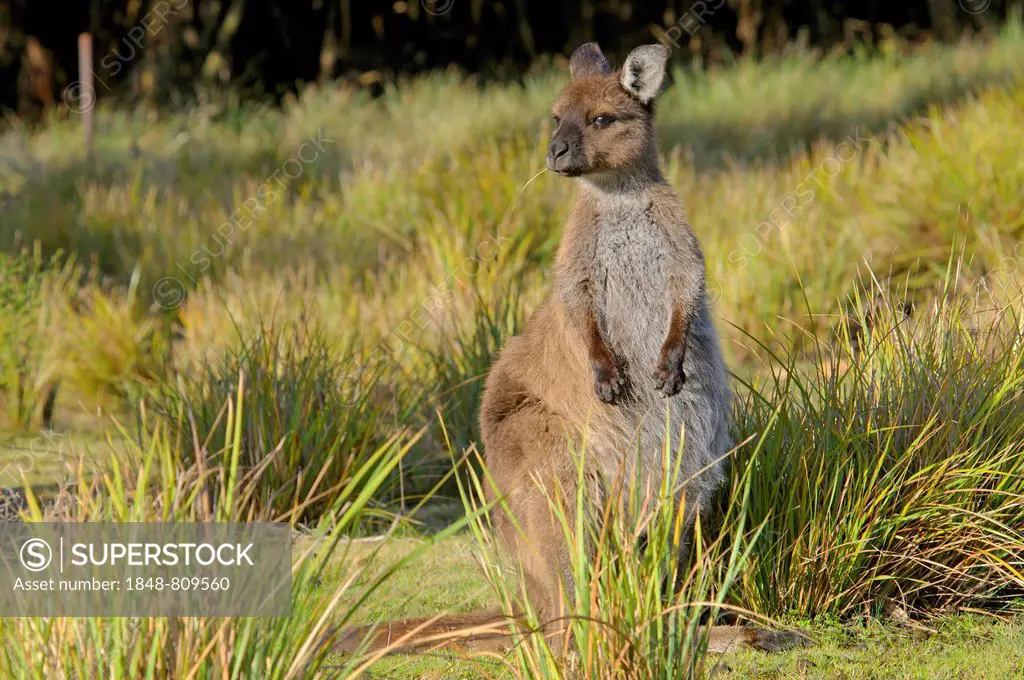 Western Grey Kangaroo or Kangaroo Island Kangaroo (Macropus fuliginosus), Flinders-Chase-Nationalpark, Kangaroo Island, South Australia, Australia