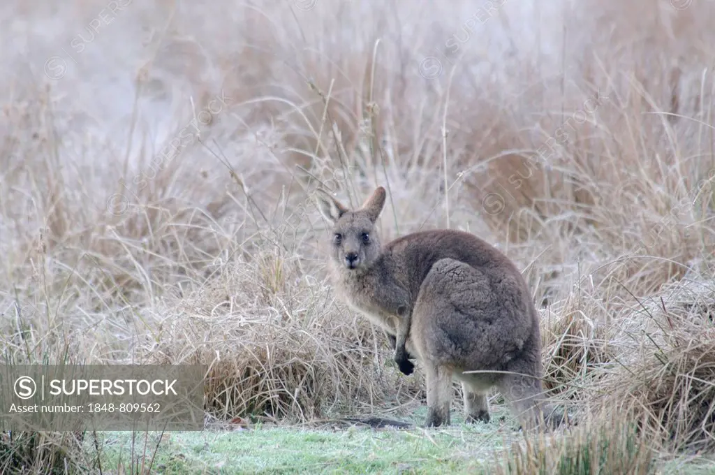 Western Grey Kangaroo or Kangaroo Island Kangaroo (Macropus fuliginosus), Grampians National Park, Victoria, Australia