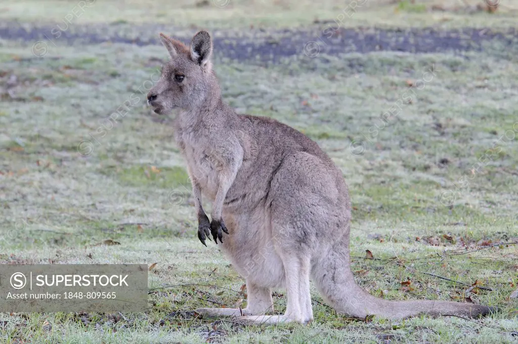 Western Grey Kangaroo or Kangaroo Island Kangaroo (Macropus fuliginosus), Grampians National Park, Victoria, Australia