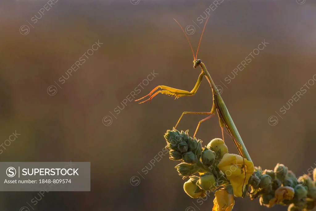 European Mantis or Praying Mantis (Mantis religiosa), Burgenland, Austria