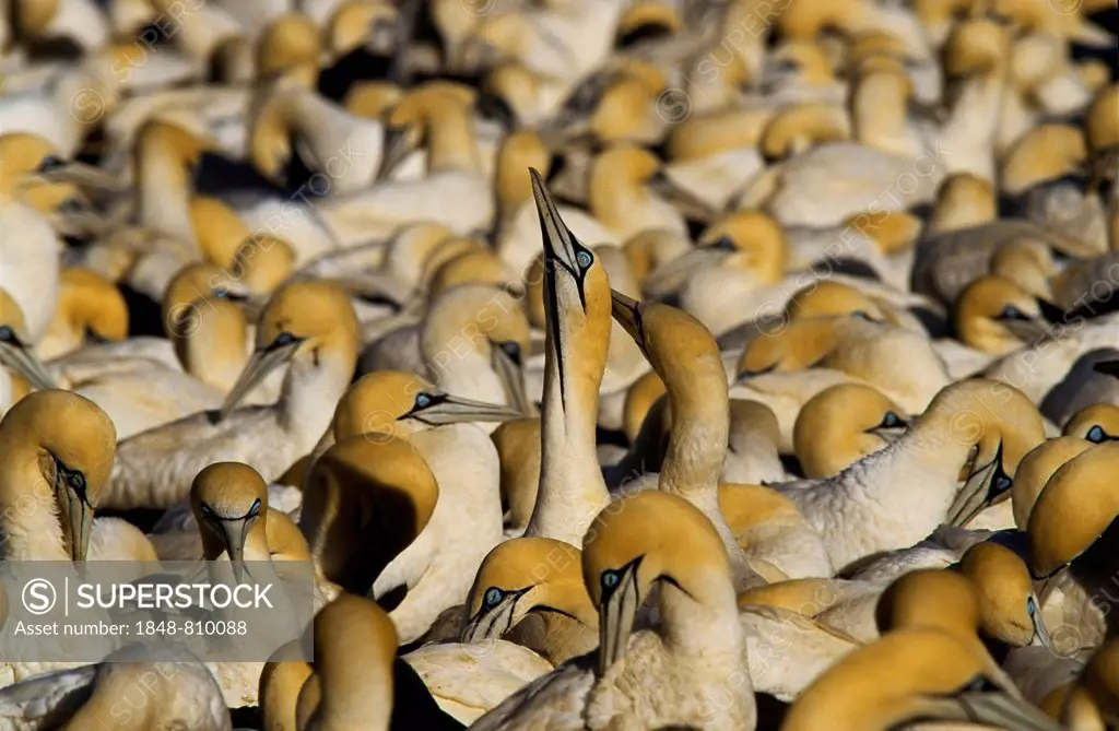 Cape Gannets (Morus capensis), Bird Island, Lambert's Bay, Western Cape, South Africa