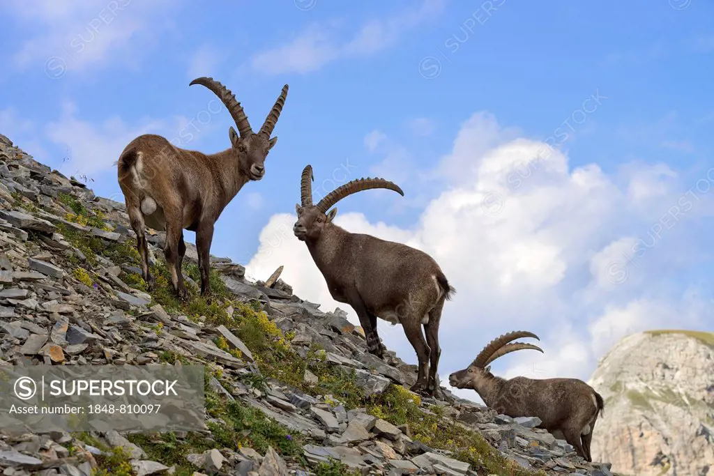 Alpine Ibex or Steinbock (Capra ibex), males, Gschnitztal valley, Tyrol, Austria