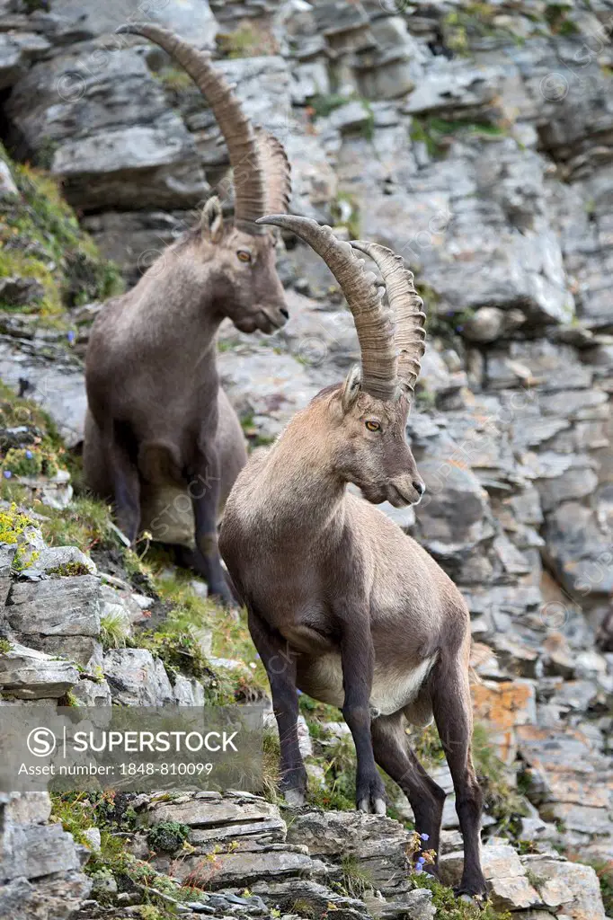 Alpine ibex or Steinbock (Capra ibex), males, Gschnitztal valley, Tyrol, Austria
