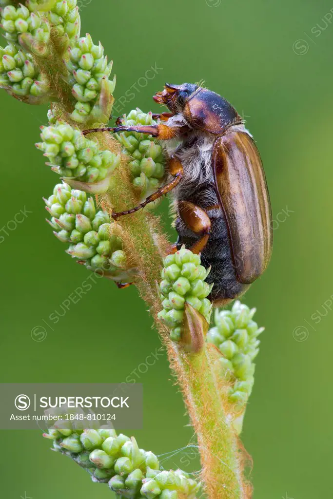 Summer Chafer or European June Beetle (Amphimallon solstitiale), Tyrol, Austria