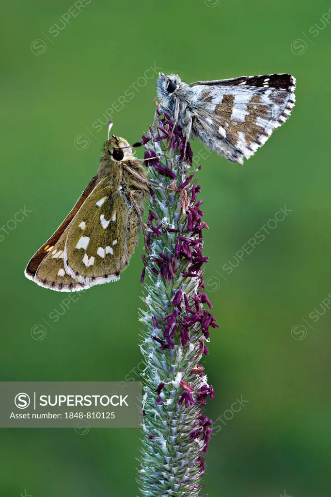 Silver-spotted Skipper (Hesperia comma), left, and a Grizzled Skipper (Pyrgus malvae), right, Seewertal, Ötztaler Alpen, South Tyrol province, Trentin...