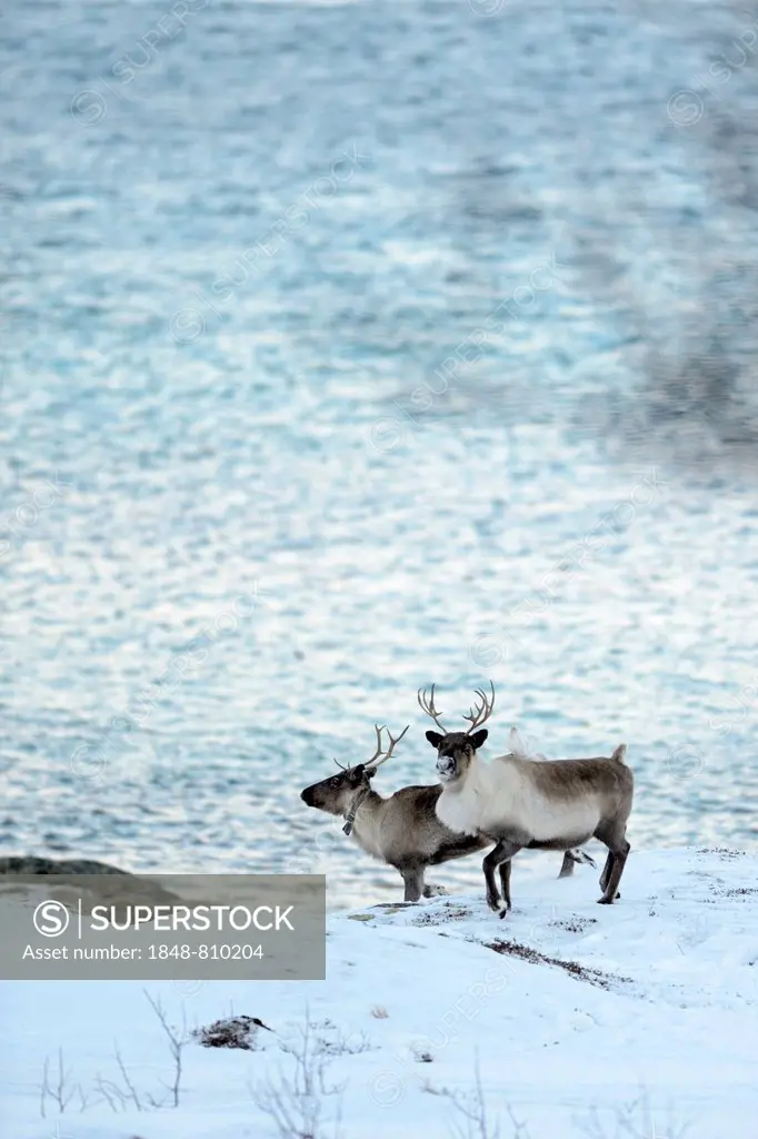 Two reindeer (Rangifer tarandus) on snow before fjord, Sommeroya, Tromsø, Troms, Northern Norway, Norway