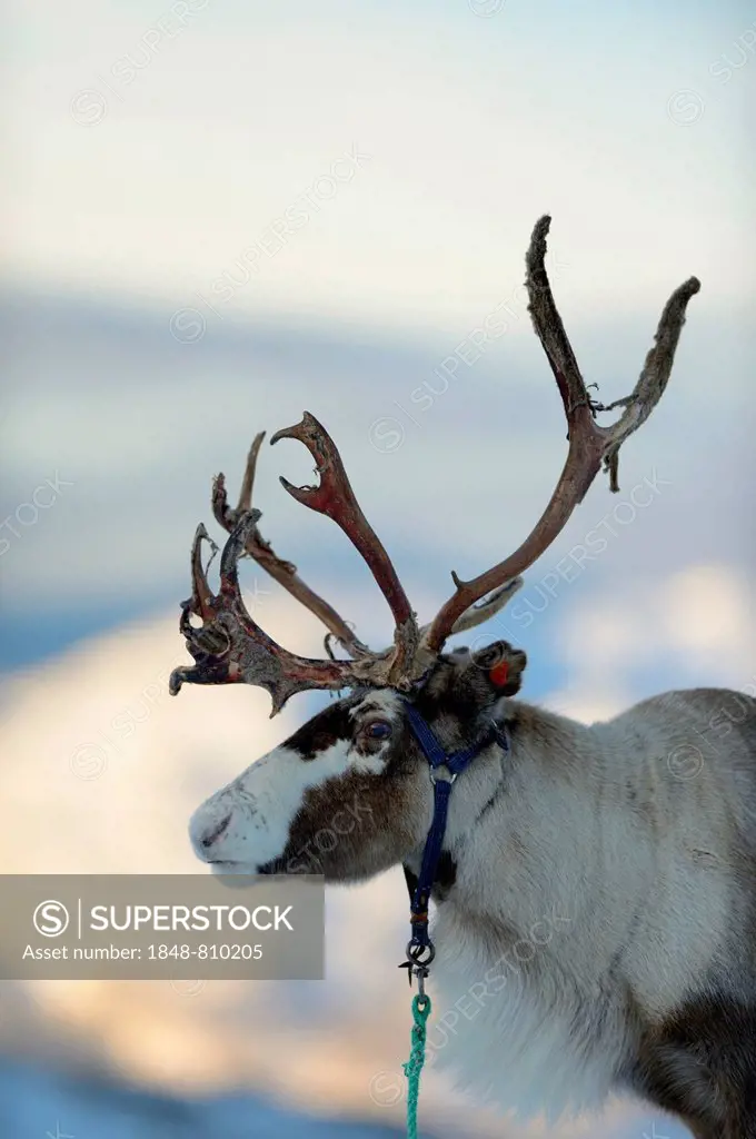 Reindeer (Rangifer tarandus), portrait, Sommeroya, Tromsø, Troms, Northern Norway, Norway