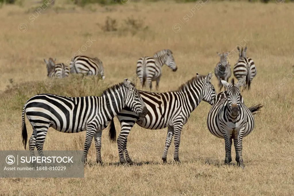 Burchell's zebra (Equus quagga), Massai Mara, Serengeti, Rift Valley province, Kenya