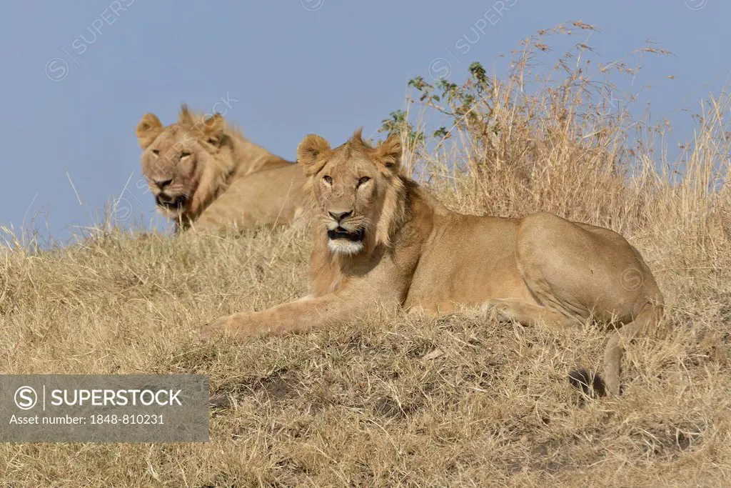Two young lions (Panthera leo), Massai Mara, Serengeti, Rift Valley province, Kenya