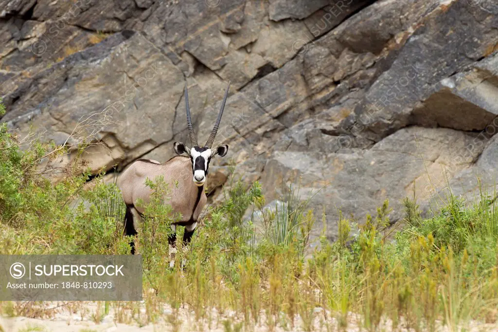 Gemsbok (Oryx gazella), Purros, Kaokoland, Kunene, Namibia