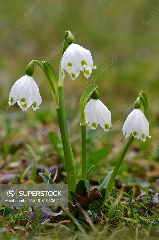 Spring Snowflake (Leucojum vernum), Tyrol, Austria