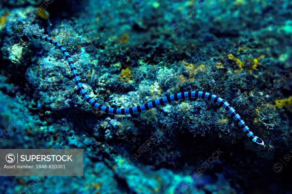 Colubrine Sea Krait, Banded Sea Krait or Yellow-lipped Sea Krait (Laticauda colubrina), Raja Ampat, West Papua, Indonesia