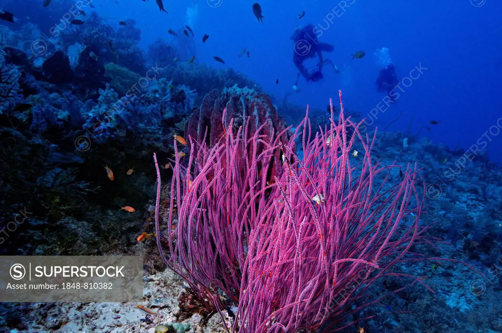 Sea Whips (Ella Ellis cercidia) with scuba divers, Raja Ampat, West Papua, Indonesia