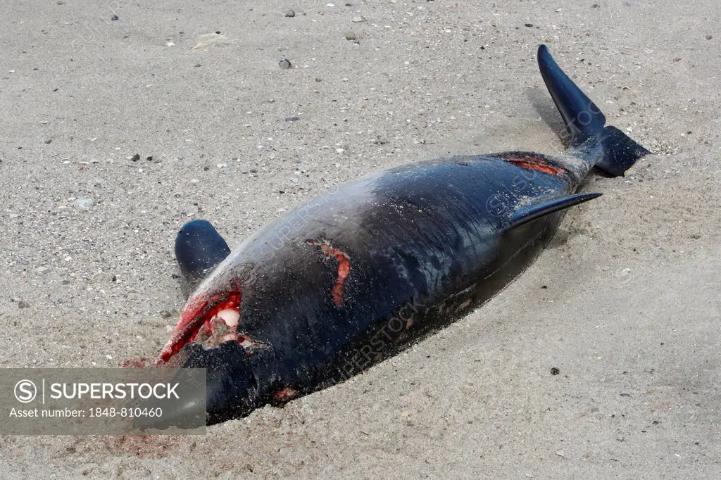 Harbour Porpoise (Phocoena phocoena) found dead after a collision with a propeller, East Frisian Islands, East Frisia, Lower Saxony, Germany