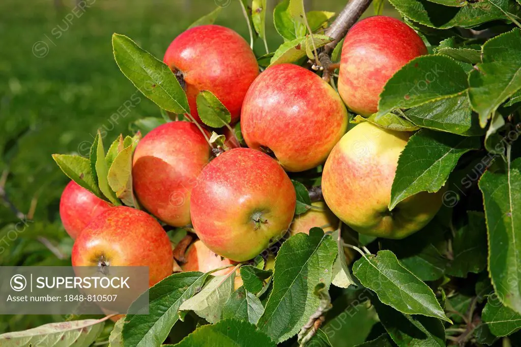 Apples on an apple tree, Elstar (Malus domestica 'Elstar') apple variety , Germany