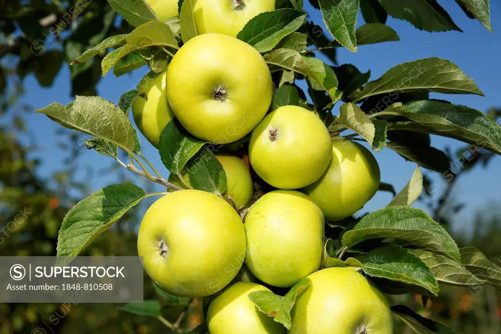 Apples on an apple tree, Yellow Schleswig Renette (Malus domestica 'Gelbe Schleswiger Renette') apple variety, Germany
