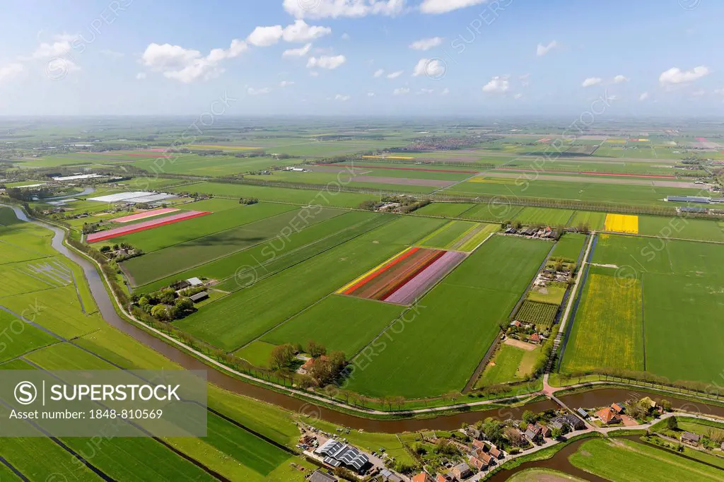Tulip fields, aerial view, Hobrede, Zeevang, province of North Holland, The Netherlands