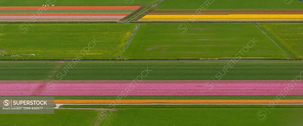 Tulip fields, aerial view, Zuidoost-Beemster, Beemster, province of North Holland, The Netherlands