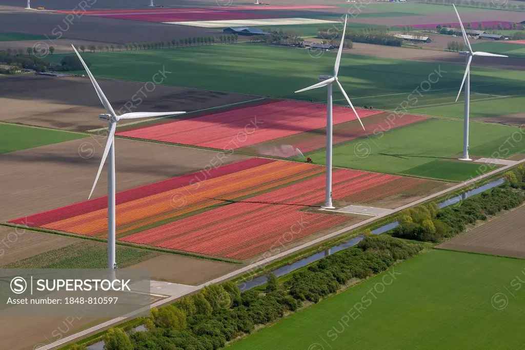 Wind turbines, tulip fields, aerial view, Zeewolde, Flevoland, The Netherlands