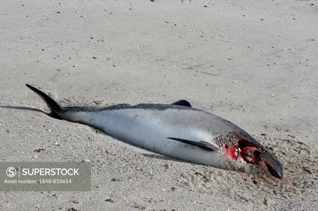 Harbour Porpoise (Phocoena phocoena) found dead after a collision with a propeller, East Frisian Islands, East Frisia, Lower Saxony, Germany