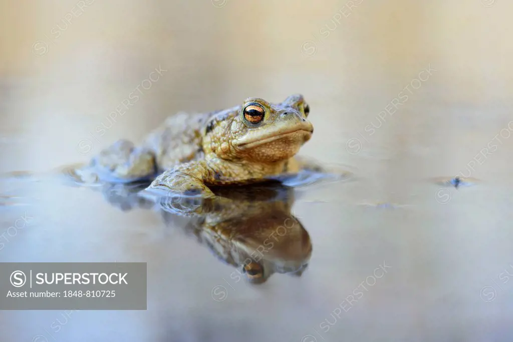 Common Toad (Bufo bufo) sitting in water, Saxony, Germany