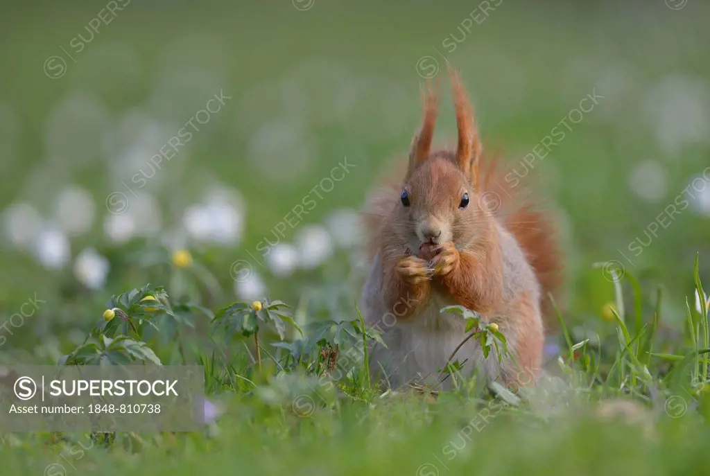 Red Squirrel or Eurasian Red Squirrel (Sciurus vulgaris), eating, Saxony, Germany