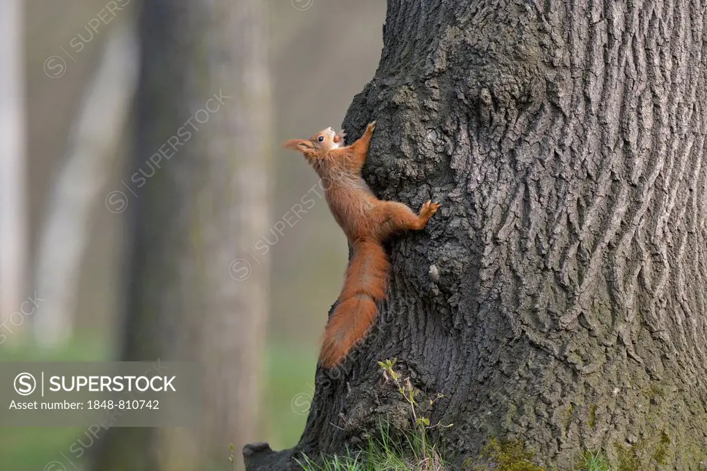 Red Squirrel or Eurasian Red Squirrel (Sciurus vulgaris) sitting on a tree, Saxony, Germany