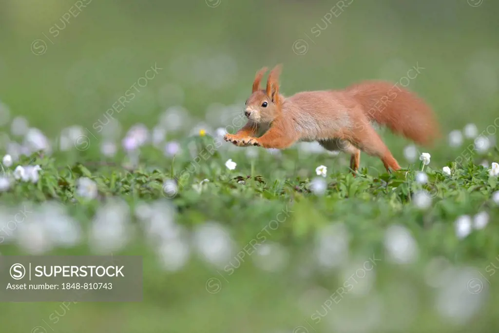 Red Squirrel or Eurasian Red Squirrel (Sciurus vulgaris), running, Saxony, Germany