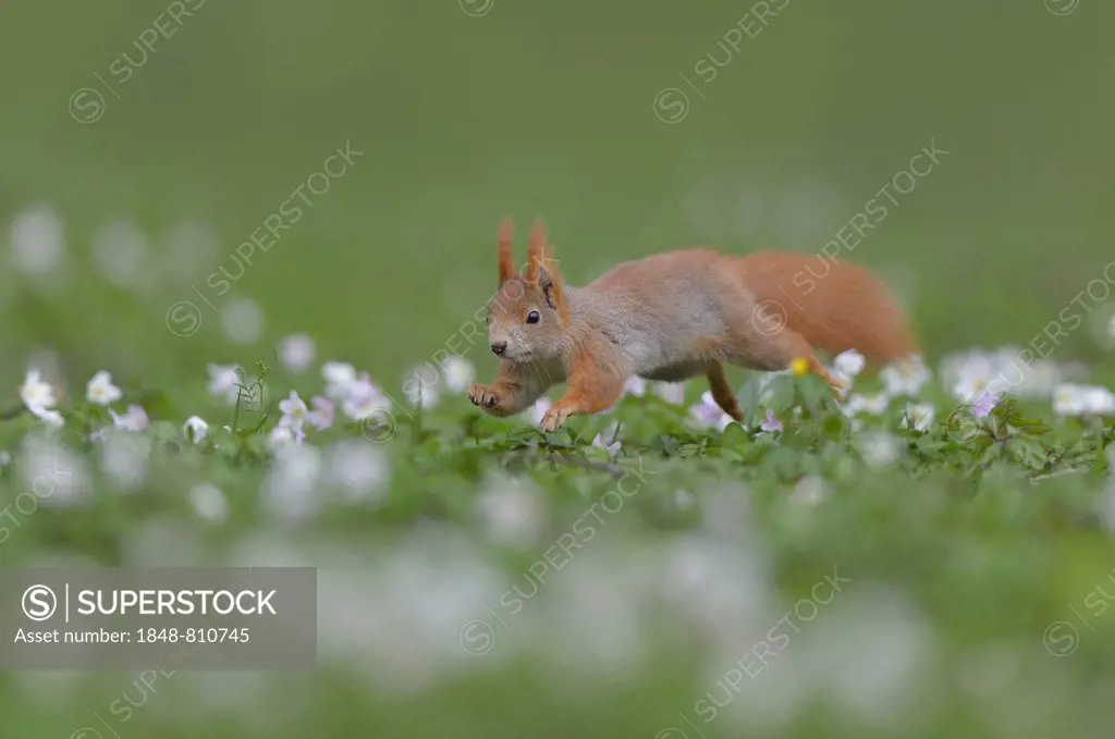 Red Squirrel or Eurasian Red Squirrel (Sciurus vulgaris), jumping, Saxony, Germany