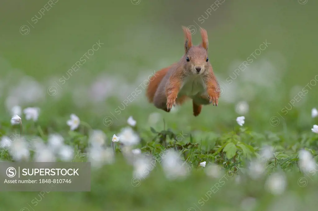 Red Squirrel or Eurasian Red Squirrel (Sciurus vulgaris), jumping, Saxony, Germany